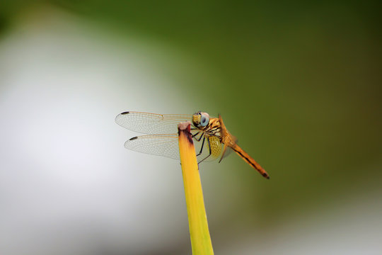 Colorful Dragonfly spreading it's wings against a blurred background