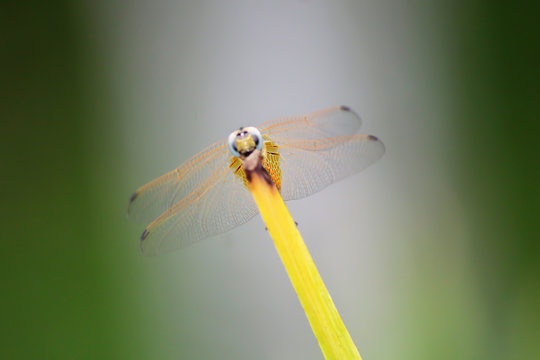 Colorful Dragonfly spreading it's wings against a blurred background