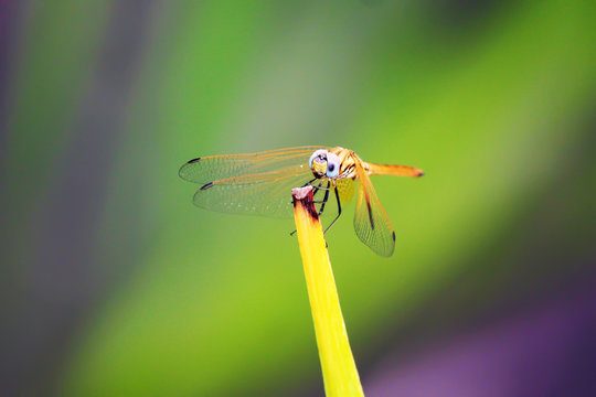 Colorful Dragonfly spreading it's wings against a blurred background
