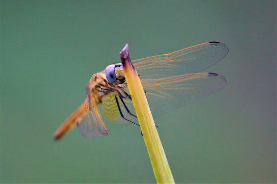 Colorful Dragonfly spreading it's wings against a blurred background