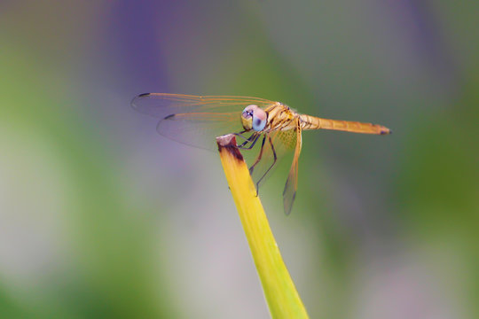 Colorful Dragonfly spreading it's wings against a blurred background