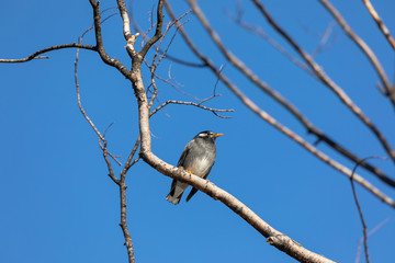 starling bird on a branch