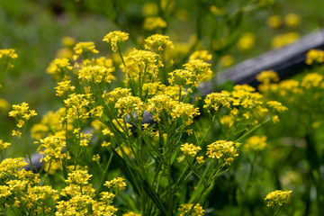 Beautiful yellow wildflowers on a natural background.