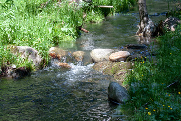 Mountain stream making its way through the forest thicket.