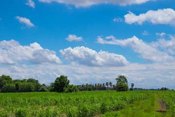 Fototapeta premium The atmosphere in the sugar cane farm in the morning, the sky is bright, the clouds are clumps And suitable for travel and leisure