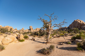 Joshua Tree National Park