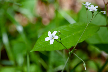 Beautiful white wildflower on a background of green grass.