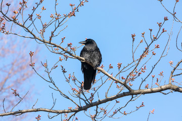 crow on a branch