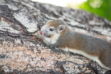 Squirrel eating nut on tree
