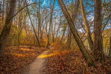 Forest trails in autumn