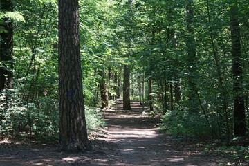 Weg im Grunewald (Berlin)