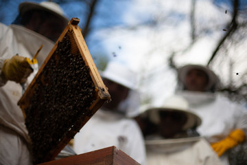 Fototapeta na wymiar beekeeper with honeycomb