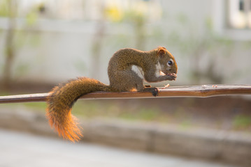 Squirrel eating nut on wooden bar in garden
