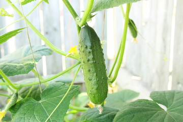 young green cucumber on plant in garden