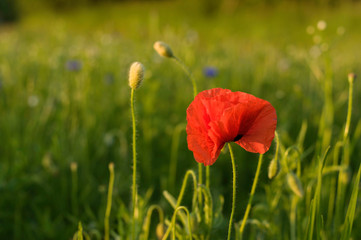 red poppy in a field