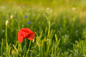 red poppy in a field