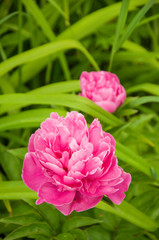 pink peony flowers in the garden