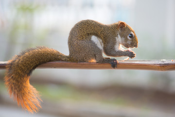 Squirrel eating nut on wooden bar in garden