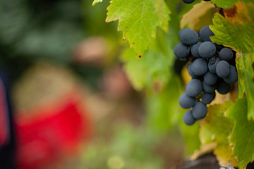 bunch of grapes on the vine