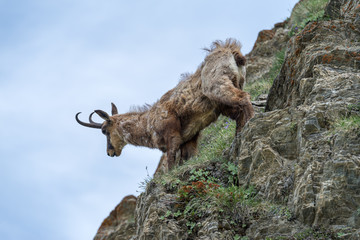 Chamois