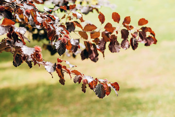 Red maple leaves on a tree branch on a sunny day on the background of the green lawn.