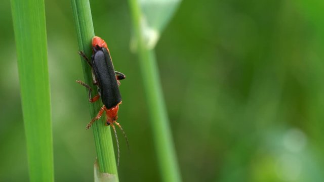Common Red Soldier Beetle (Rhagonycha fulva) - (4K)