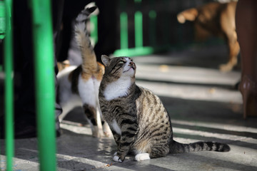 Homeless cats beg for food in the catering