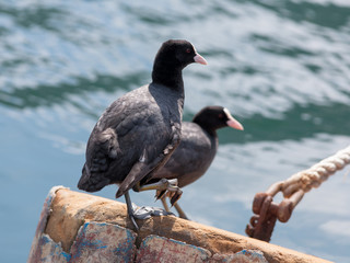 Two waterfowl against the sea