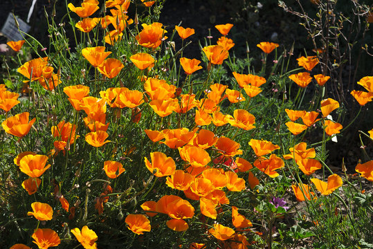 parterre d'escholtzias  ou pavots de californie orange