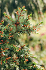 Background from green Fir tree branch. Fluffy young branch Fir tree, close up. Fir-needle tree branches composition as a background texture