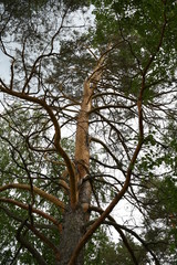 tree in the forest