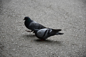 pigeons on the street