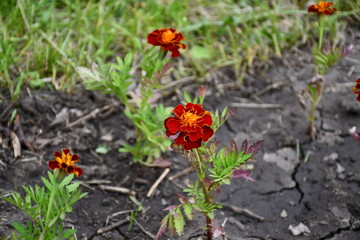 red flowers in the garden