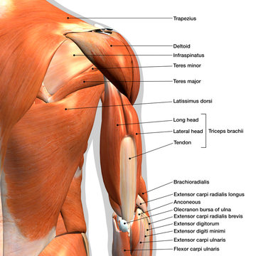 Male Triceps and Shoulder Muscle Chart Labeled on White Background	