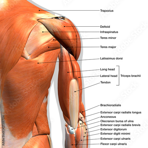 Male Triceps And Shoulder Muscle Chart Labeled On White Background Poster Hank Grebe