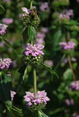 stachys palustris plant with lila flowers