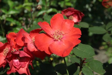 Fototapeta na wymiar pretty red roses in a garden close up