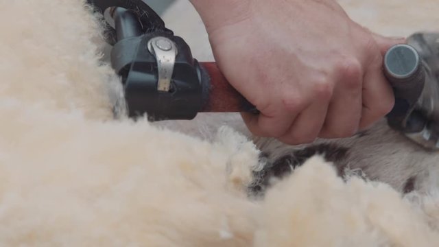 Sheep shearing on farm for production of wool fleece