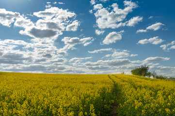 Fototapeta premium Flowering field of bright yellow rapeseed or colza