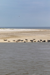 Big group of seals sleeping on a sand island in the north sea in germany 
