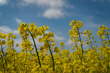 Obraz premium Close up on a single spike of rape seed flowers
