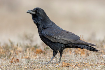 The common raven (Corvus corax). The raven is a black passerine bird. Spain