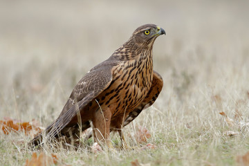 Young northern goshawk, Accipiter gentilis, perched on the ground. Spain