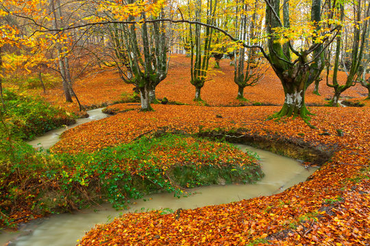 European Beech or Common Beech Forest, Gorbeia Natural Park, Basque Country, Spain, Europe    Bosque de Hayas en oto&ntilde;o, Parque Natural del Gorbeia, Bizkaia - Alava, Pais Vasco, Espa&ntilde;a