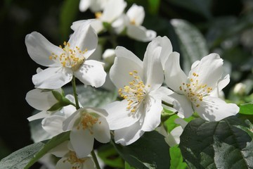 white,fragrant flowers of jasmine bush at spring