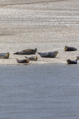 Group of seals lying near the water on an island