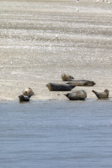 Fototapeta premium Some seals lying on a sand island in the north sea in lower saxony in germany 