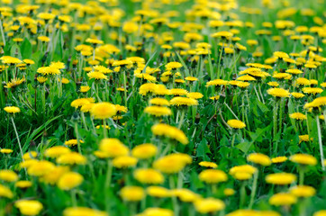 Obraz premium Yellow field of dandelions