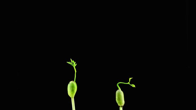 time lapse,The process of growing trees from seeds On a black background  , Afzelia xylocarpa (Kurz) Craib