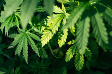 Green cannabis leaves on a bush